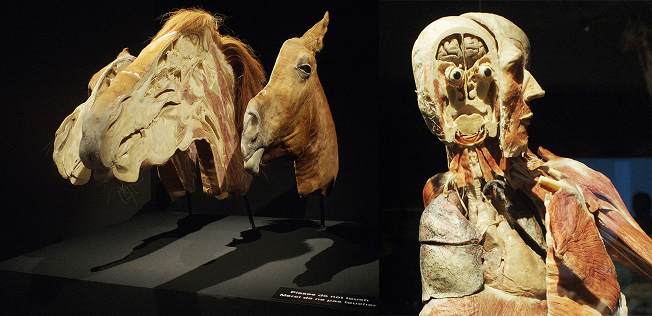 Cheval et homme Cheval et homme
