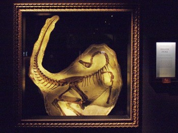 petit squelette de dinosaure dans un cadre doré