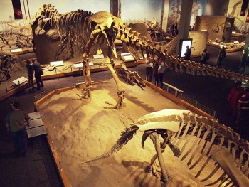 vue en plongée du hall des dinosaures
