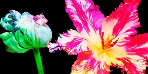 2018 Tulip Festival
