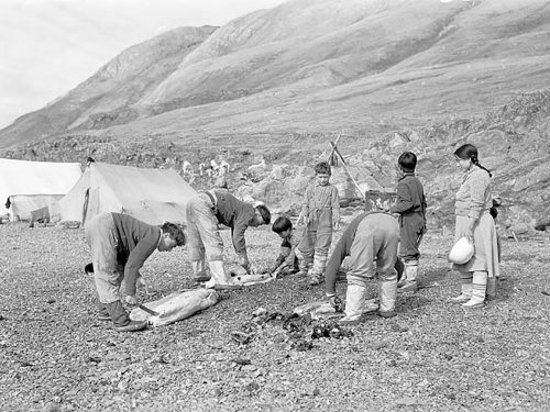 Photo en noir et blanc d’un groupe de chasseurs inuits préparant des carcasses de phoques.