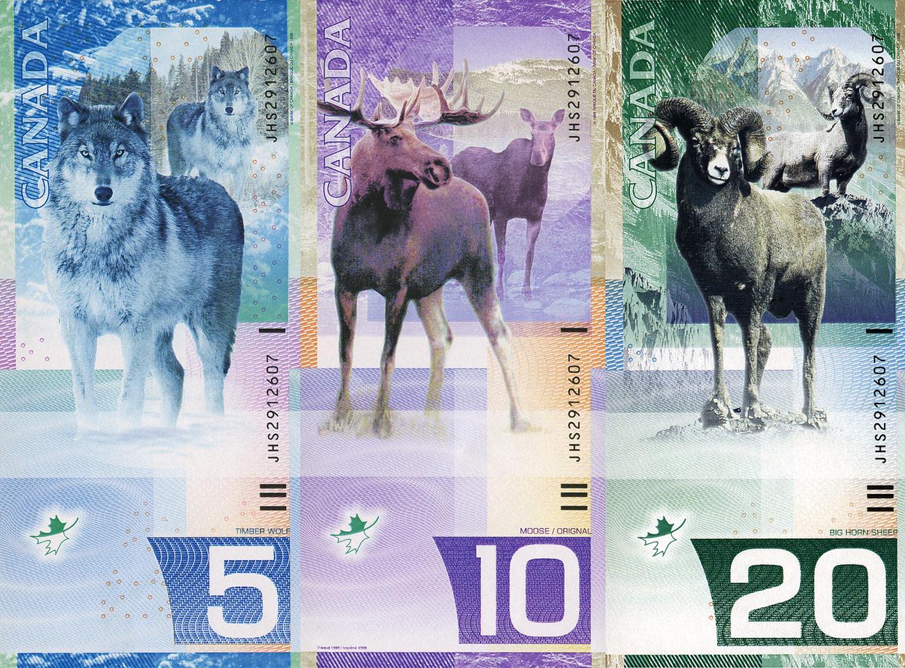 Trois billets de banque verticaux ornés d’un loup, d’un élan et d’une chèvre de montagne.