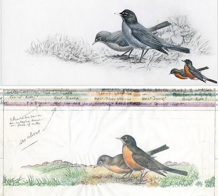 Illustrations représentant deux oiseaux dans l’herbe; en haut, ils sont en gris et, en bas, on voit la même image entièrement colorée avec des annotations.