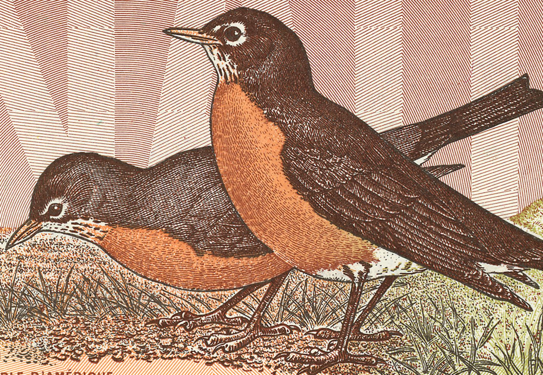 Illustration de billet de banque représentant deux oiseaux à la poitrine rougeâtre et au dos gris dans l’herbe.