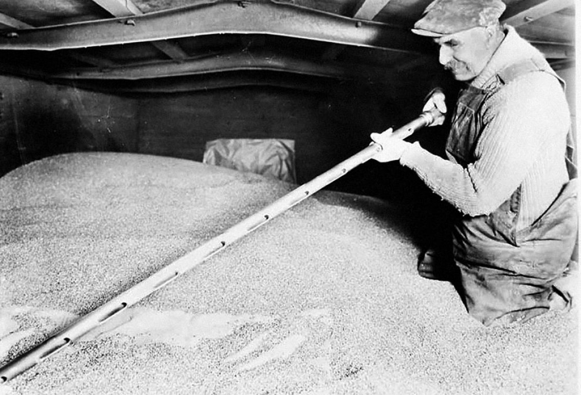 Photo, noir et blanc, homme debout dans du blé jusqu’à la taille tenant un grand bâton.