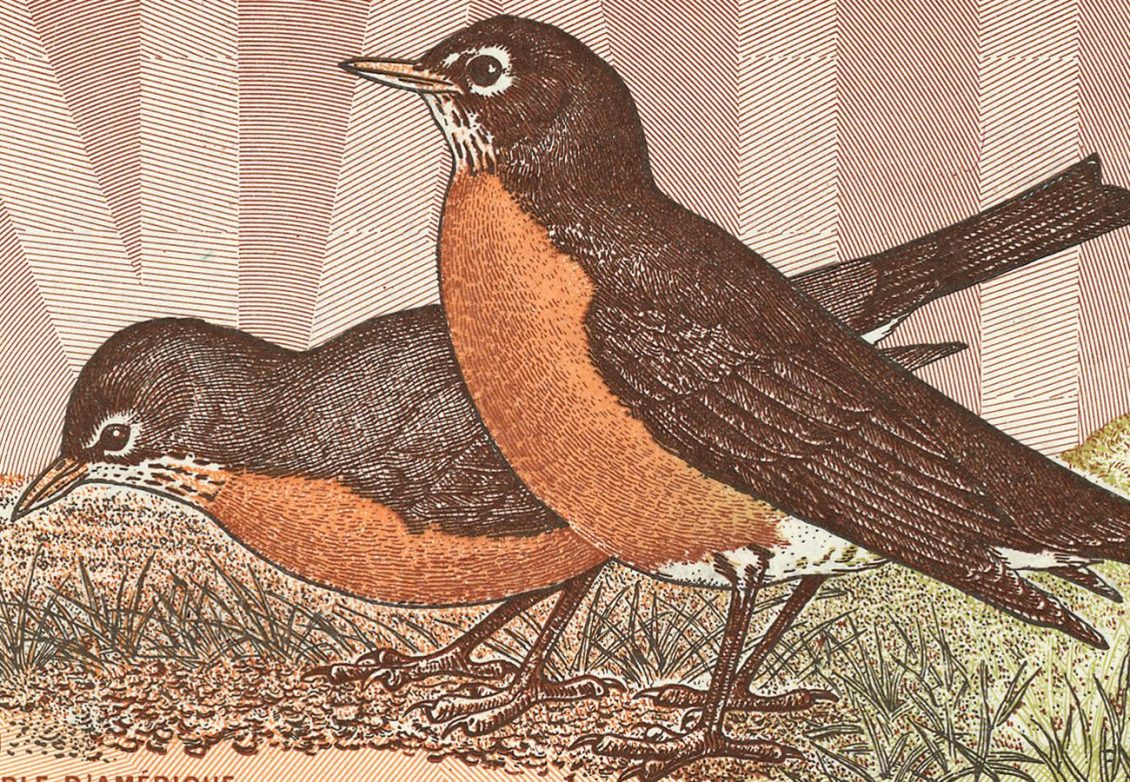 Section d’un billet de banque, illustration d’oiseaux devant des lettres formant des motifs ondulés.