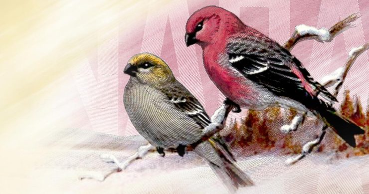 Deux illustrations de couple d’oiseaux, l’un sur une branche et l’autre dans un champ.
