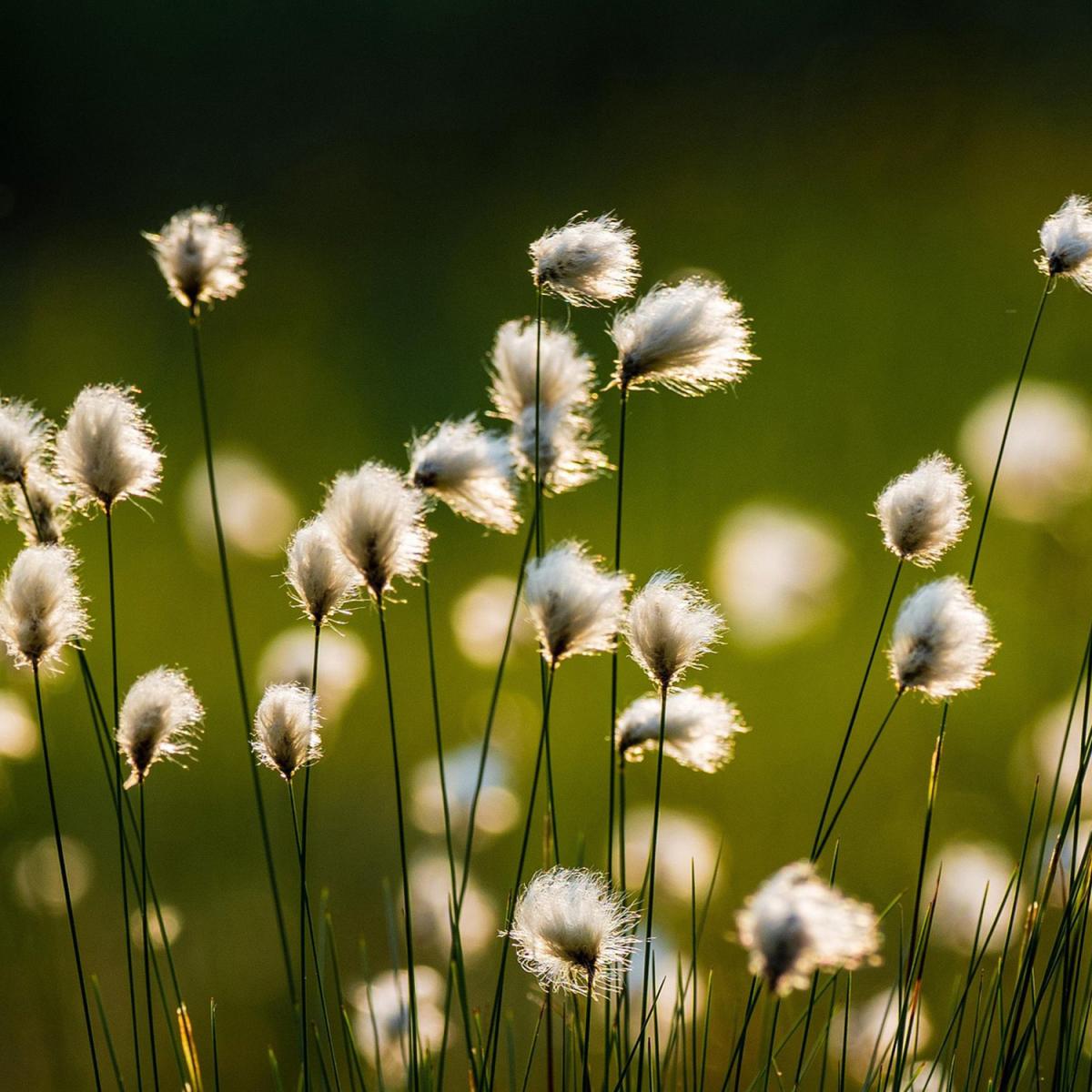 Le coton arctique Le coton arctique sur un fond vert, avec de fines tiges surmontées de têtes de graines blanches et duveteuses.