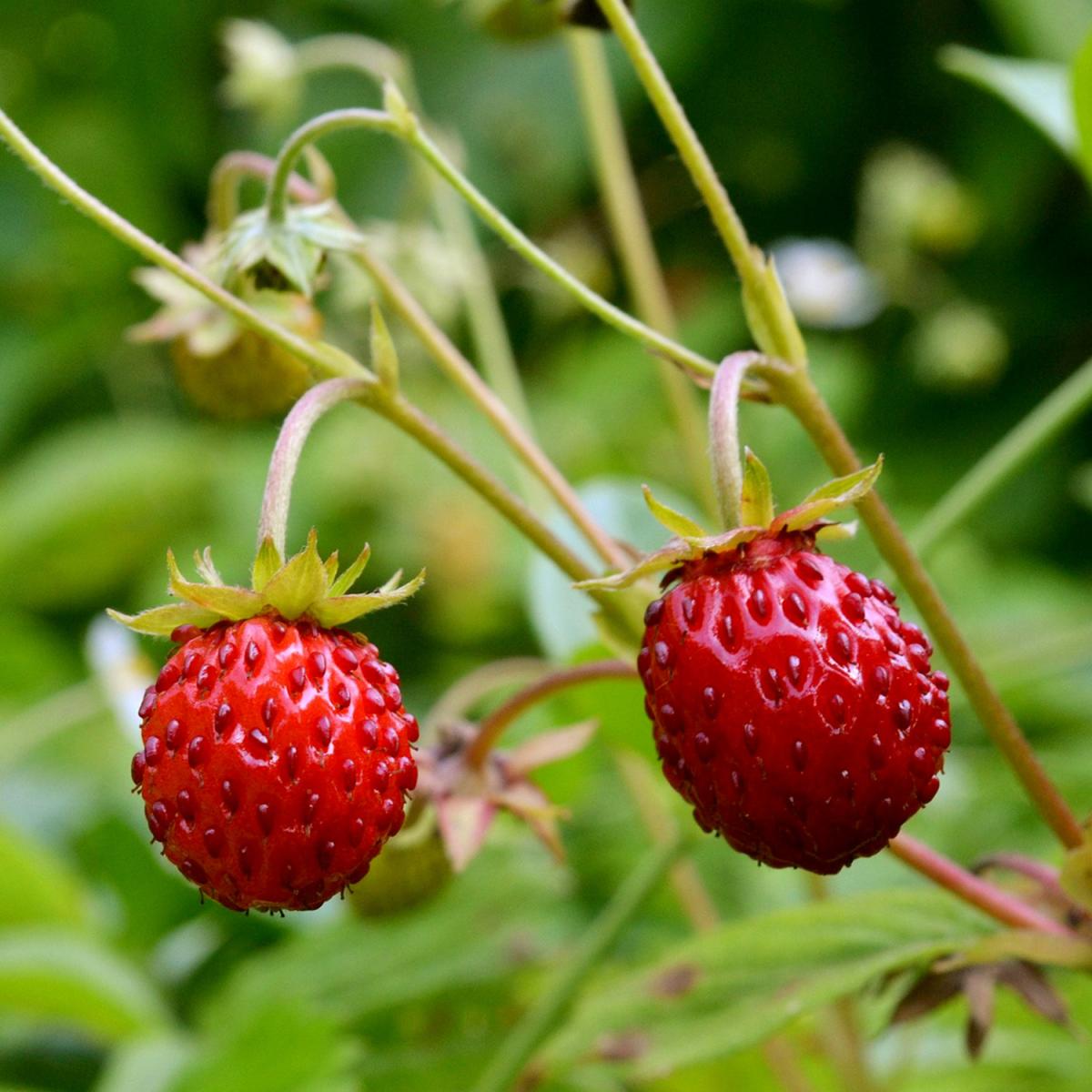 La fraise des bois Deux fraises sauvages rouge vif côte à côte.