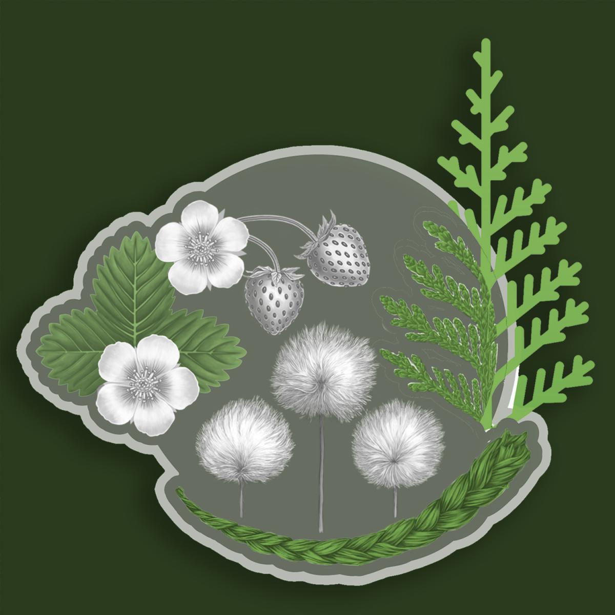 Les quatre plantes Une représentation de quatre plantes disposées en cercle : la fraise des bois, le cèdre rouge de l’Ouest, le foin d’odeur tressé et le coton arctique.